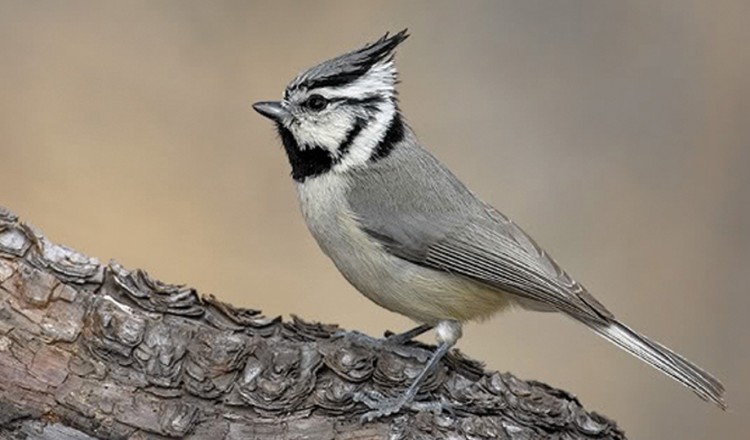 Bridled Titmouse