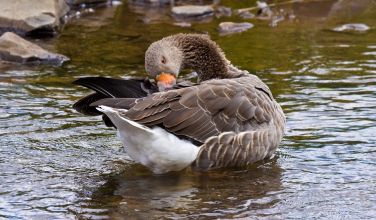 Birdlife Mallard Ducks