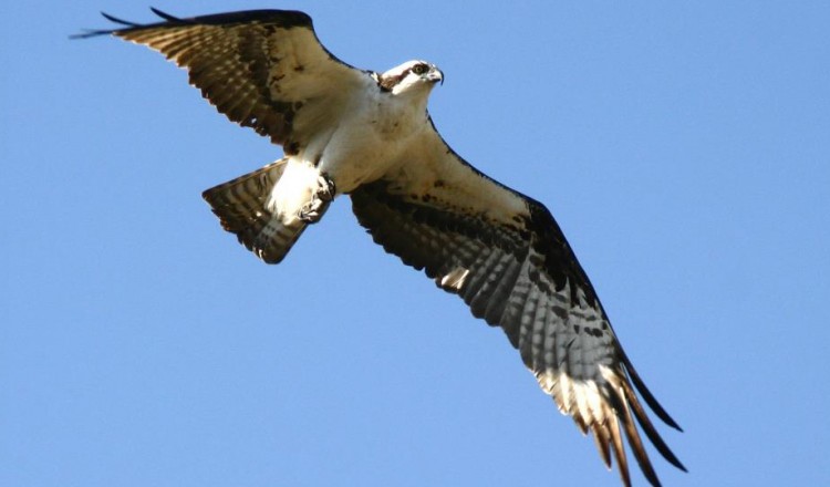 Birdlife Osprey Hawk