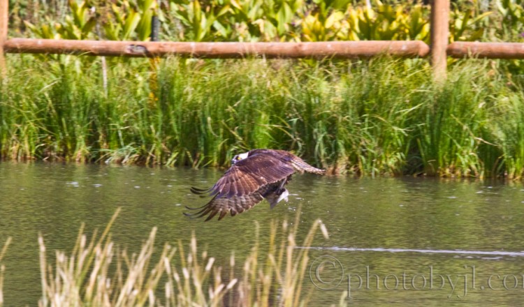 Birdlife Osprey Hawk