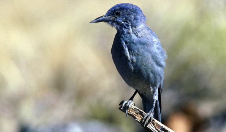 Birdlife Pinyon Jay Large