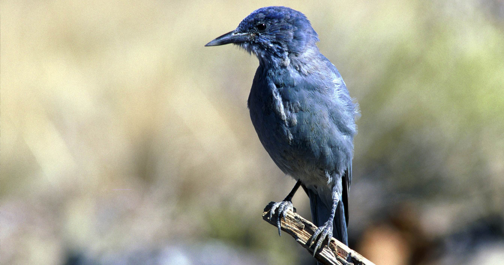 Birdlife Pinyon Jay, Arizona