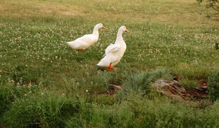 Birdlife White Geese