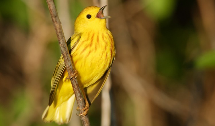 Birdlife Yellow Warbler