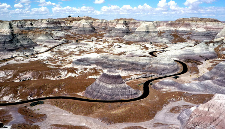 are dogs allowed in petrified forest