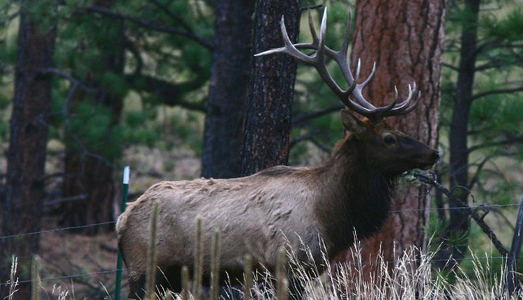 Elk, Wildlife Viewing - Greer, Arizona