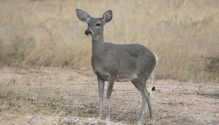 White Tailed Deer, Wildlife Viewing - Greer, Arizona