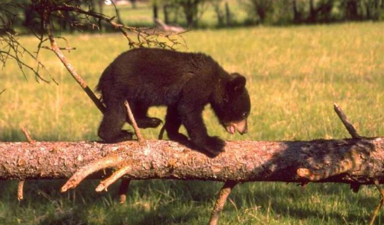 Wildlife Bear Cub