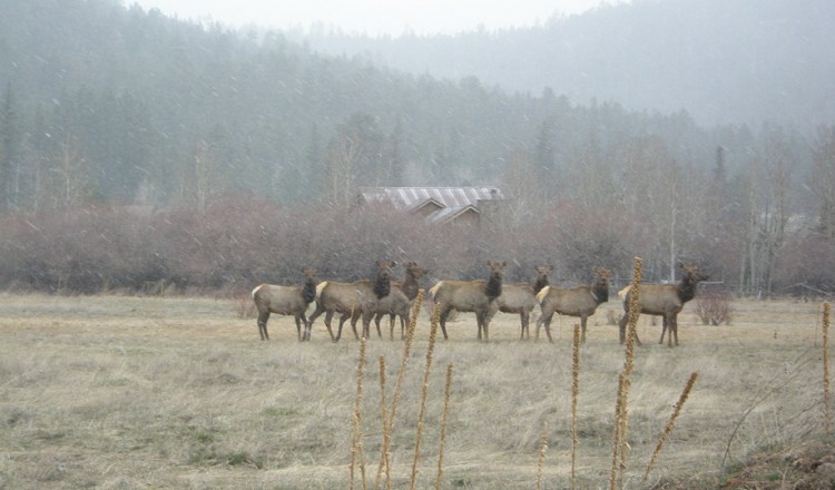 Wildlife Elk