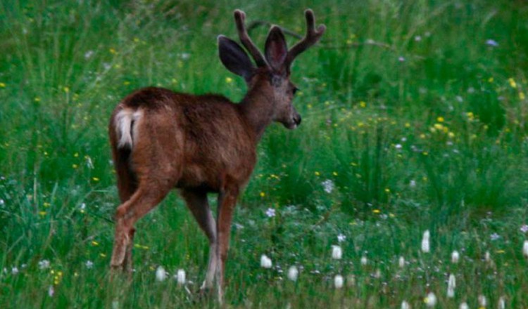 Wildlife Young Buck Deer