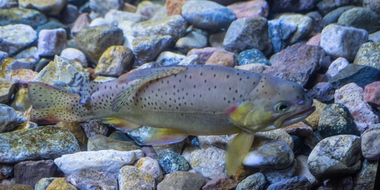 Apache Trout