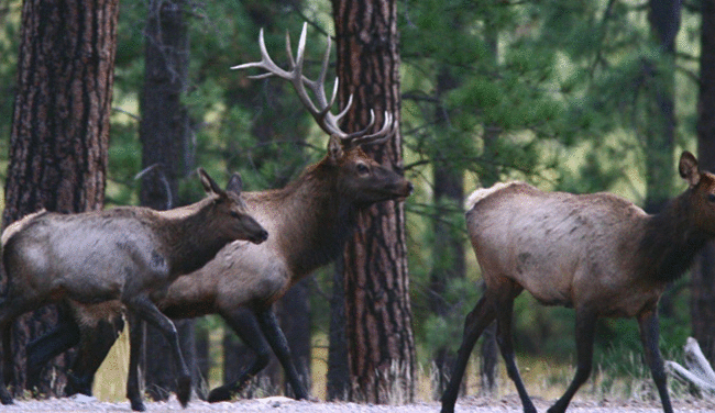 Largest Elk Population in Arizona