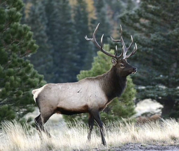 Bull Elk